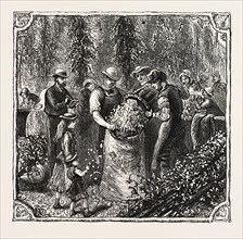 HOPS AND HOP PICKERS, IN A KENTISH HOP GARDEN, KENT, ENGLAND, MEASURING THE HOPS, ENGRAVING 1876,