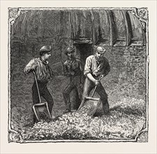HOPS AND HOP PICKERS, IN A KENTISH HOP GARDEN, KENT, ENGLAND, TURNING HOPS IN THE KILN, ENGRAVING