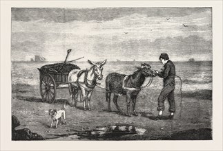 GATHERING SEAWEED: A SKETCH ON THE SANDS AT WHITBY, ENGRAVING 1876, UK, britain, british, europe,