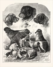 THE BRIGHTON DOG SHOW, ENGRAVING 1876, UK, britain, british, europe, united kingdom, great britain,