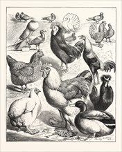 PRIZE WINNERS AT THE CRYSTAL PALACE POULTRY SHOW, LONDON, ENGRAVING 1876, UK, britain, british,