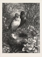 THE FIRST NEST, ENGRAVING 1876, BIRD, BIRDS, SPRING, NATURE