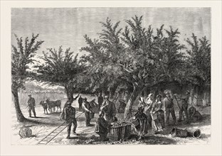 THE APPLE HARVEST IN JERSEY, DRAWN BY ALFRED SLADER, 1865