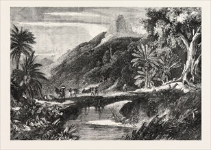 A FOREST SCENE IN MADAGASCAR, 1865