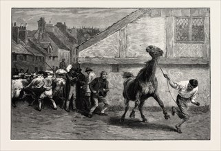 WARRANTED QUIET TO RIDE OR DRIVE, 1873; A HORSE
