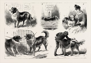 THE COLLIE DOG SHOW AT THE ROYAL AQUARIUM, WESTMINSTER, LONDON, UK, britain, united kingdom, u.k.,