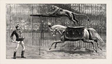 THE EQUESTRIAN LION GOING THROUGH HIS PERFORMANCE AT COVENT GARDEN THEATRE, LONDON, engraving 1890,