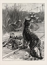 AN UNEXPECTED DANGER AN ENGINEER'S PREDICAMENT IN INDIA, TIGERS ON THE RAILWAY TRACK, engraving