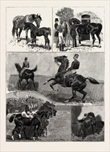 LIFE OF A MILITARY CHARGER, engraving 1890