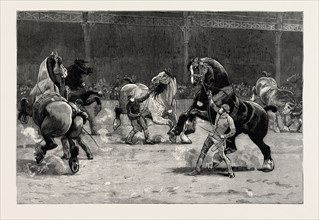 THE SHIRE HORSE SHOW AT THE AGRICULTURAL HALL, THE EFFECT OF APPLAUSE, engraving 1890, UK, U.K.,