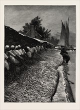 THE AMERICAN FISHERIES QUESTION, SHAD FISHING ON THE POTOMAC, US, USA, America, United States,