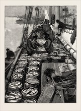 THE AMERICAN FISHERIES QUESTION, DRESSING A DECK OF MACKEREL, US, USA, America, United States,