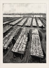 THE AMERICAN FISHERIES QUESTION, COD DRYING ON FLAKES AT GLOUCESTER, MASSACHUSETTS, US, USA,