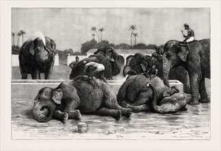 ELEPHANTS IN INDIA, THE MORNING BATH BEFORE BREAKFAST, engraving 1890, engraved image, history,