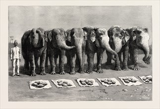 ELEPHANTS IN INDIA, BREAKFAST WAITING FOR THE WORD FEED, engraving 1890, engraved image, history,