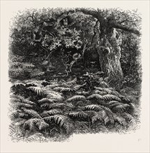 At Bas Breau, Bas-Breau, the forest of Fontainebleau, France----, 19th century engraving