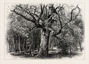 OAKS AT NID D'AIGLE, FOREST OF FONTAINEBLEAU, FRANCE, 19th century engraving