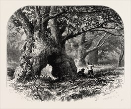 Oaks in Needwood Forest, the forest scenery of Great Britain, UK, U.K., Britain, British, Europe,