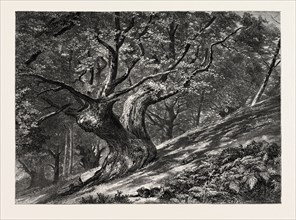 AT CONEY HILL, HAYES COMMON, KENT, UK, Great Britain, United Kingdom, 19th century engraving