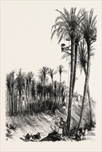 Palms at Elche, Spain, 19th century engraving