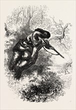 AMERICAN MARKSMAN UP A TREE, US, USA, 1870s engraving