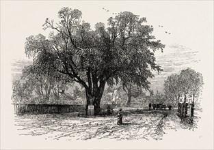 WASHINGTON ELM, CAMBRIDGE, Massachusetts, UNITED STATES OF AMERICA, US, USA, 1870s engraving