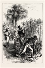 SLAVES WORKING ON A PLANTATION, UNITED STATES OF AMERICA, US, USA, 1870s engraving
