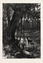 FOREST SCENERY, FLORIDA, UNITED STATES OF AMERICA, US, USA, 1870s engraving