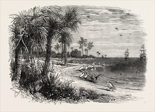 VIEW ON THE COAST OF FLORIDA, UNITED STATES OF AMERICA, US, USA, 1870s engraving