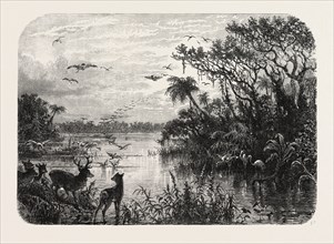 SCENE UPON A CREEK, TRIBUTARY TO THE ST. JOHN'S, FLORIDA, UNITED STATES OF AMERICA, US, USA, 1870s