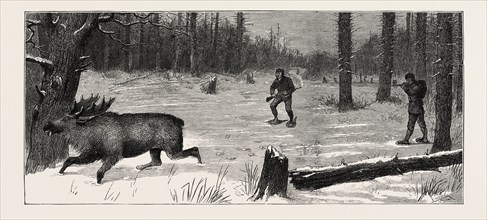 MOOSE STALKING, THE MOOSE SURPRISED