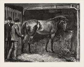 DRAWN BY ARTHUR HOPKINS, HORSE, STABLE, engraving 1884, life in Britain, UK, britain, british,