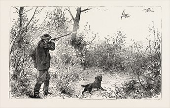 WOODCOCK SHOOTING, engraving 1884