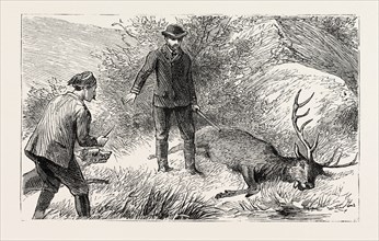 NO NEED FOR THE COUP DE GRACE, engraving 1884, HUNT, HUNTING