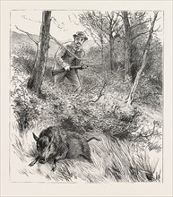 STARTS A PIG WHILE LOOKING FOR WOODCOCK, engraving 1884