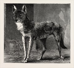 A PRAIRIE WOLF, CAUGHT IN EPPING FOREST Now Being Exhibited at the Zoological Gardens, engraving
