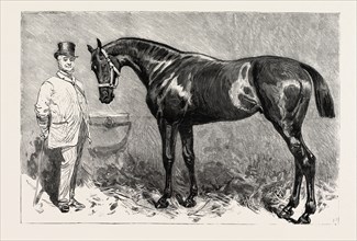 ST. SIMON, WINNER OF THE GOODWOOD CUP, engraving 1884