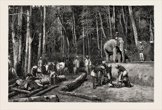 NATIVES FELLING TIMBER IN A FOREST  PERSEVERANCE PROPERTY, GOLD MINING IN WYNAAD, INDIA, engraving