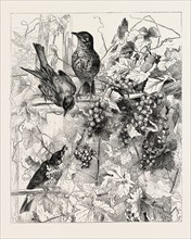 THRUSHES IN THE VINEYARD, fashion, engraving 1882