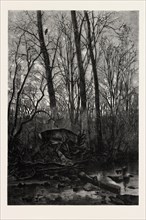 FOREST SCENE IN SPRING, engraving 1882