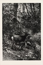 FOREST SCENE IN SUMMER,  engraving 1882