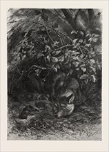 THE WOLF IN ITS LAIR, ENGRAVING 1882