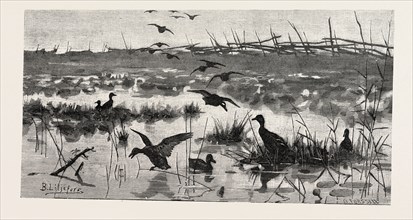 HAUNTS OF WILD DUCKS, ENGRAVING 1882