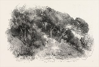 PINE GROVE AT CANNES, FRANCE, ENGRAVING 1882