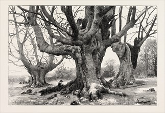 BURNHAM BEECHES-RECENTLY PURCHASED BY THE CORPORATION OF LONDON, ENGRAVING 1882, UK, britain,