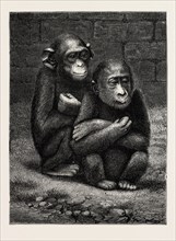 THE GORILLA AND CHIMPANZEE EXHIBITED AT THE CRYSTAL PALACE, LONDON, ENGRAVING 1879, UK, britain,