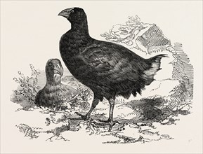 THE MOHO; OR, NOTORNIS MANTELLI FROM NEW ZEALAND, 1851 engraving