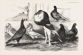 PIGEONS EXHIBITED BY THE PHILOPERISTERON SOCIETY: MR. PARKINSON'S CARRIER, JACOBINS, MR. BULT'S