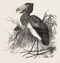 BIRD FROM THE WHITE NILE, 1851 engraving
