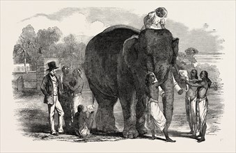 MODELLING IVORY FIGURES FROM THE LIVING ELEPHANT, AT BERHAMPOOR, BRAHMAPUR, BENGAL, INDIA, 1851
